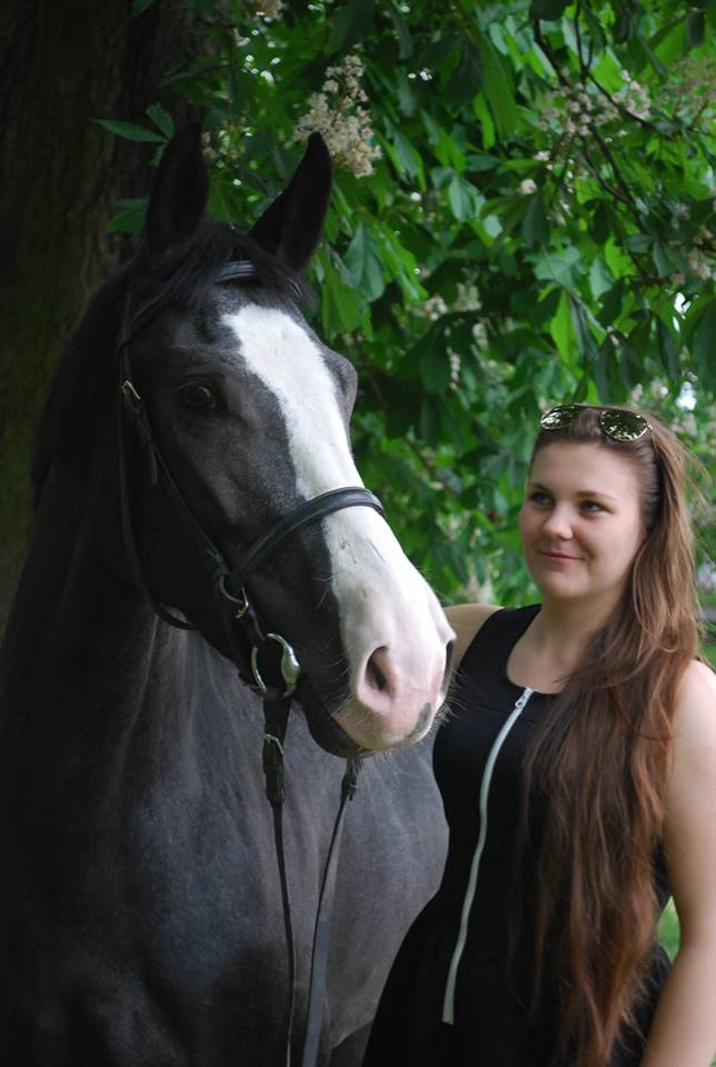 beautiful horse