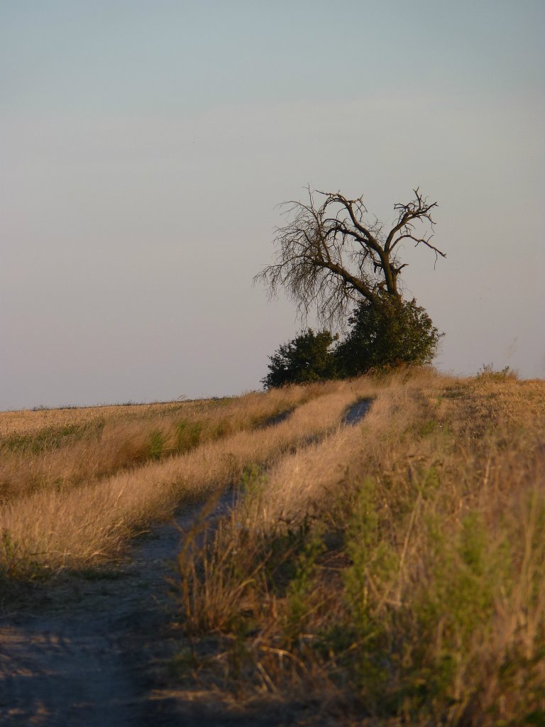 lonely tree