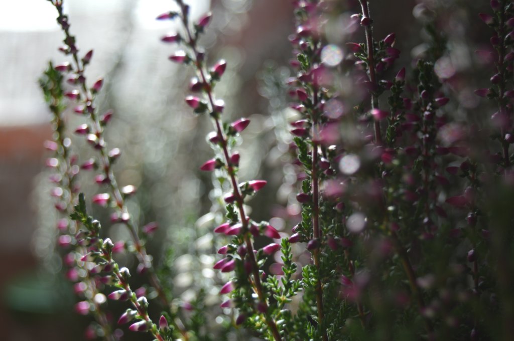 flowers.part2.