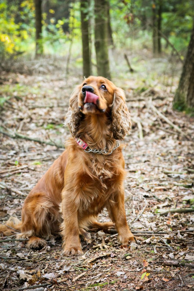 . SPANIEL 