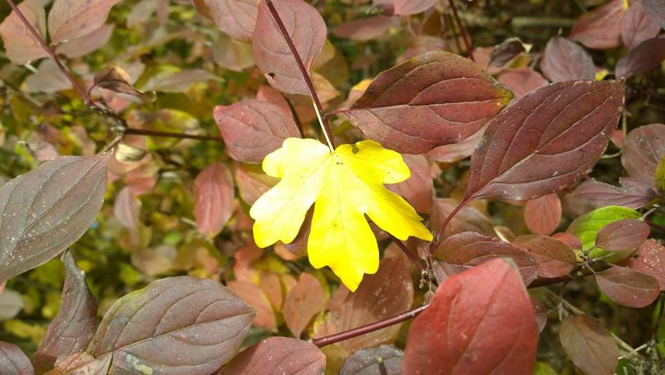 Jesiennie.