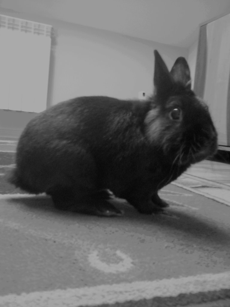 i'll miss you, my little bunny.