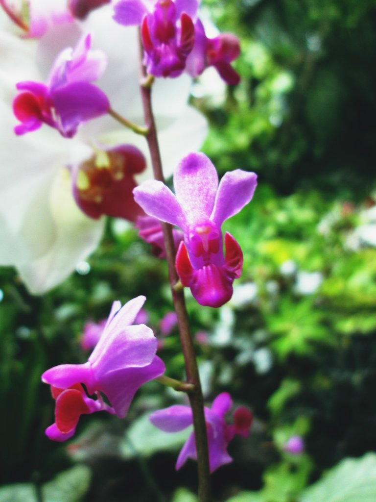 flowers.