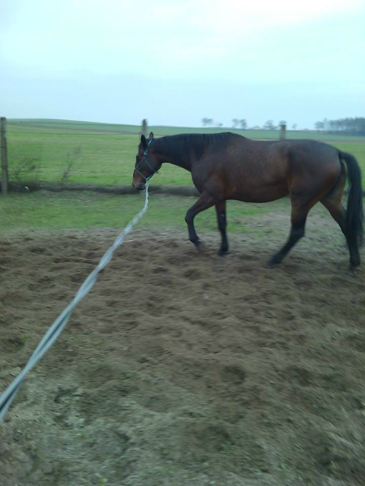 Inez