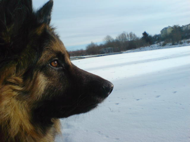 2011-30-01 BRUNON