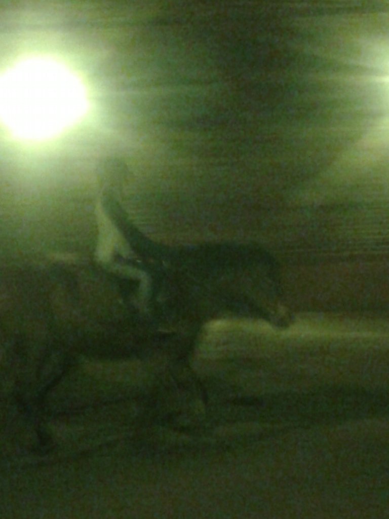 2.12.2015 LIPCE- BURZKA - GALOP