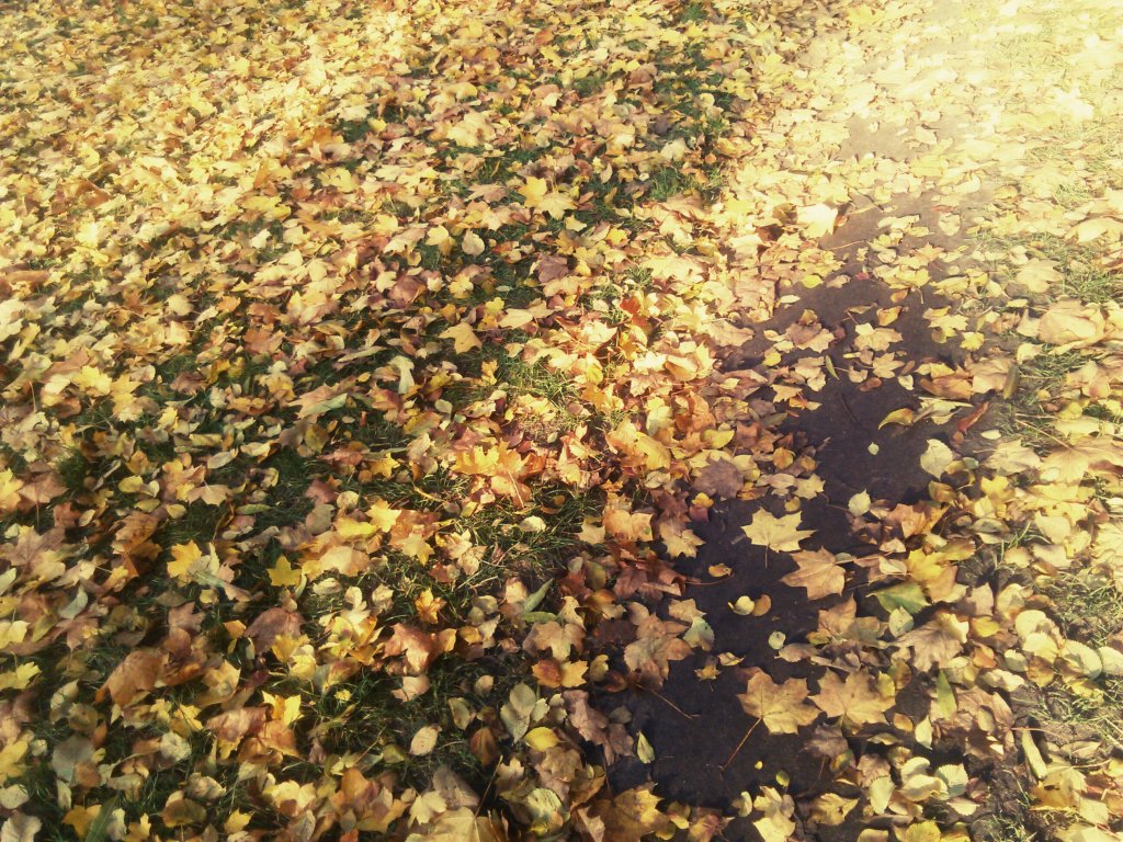 Gorzw Wlkp. - 28.10.2015r.