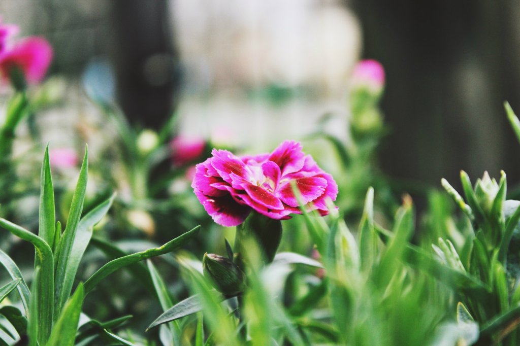 flower.