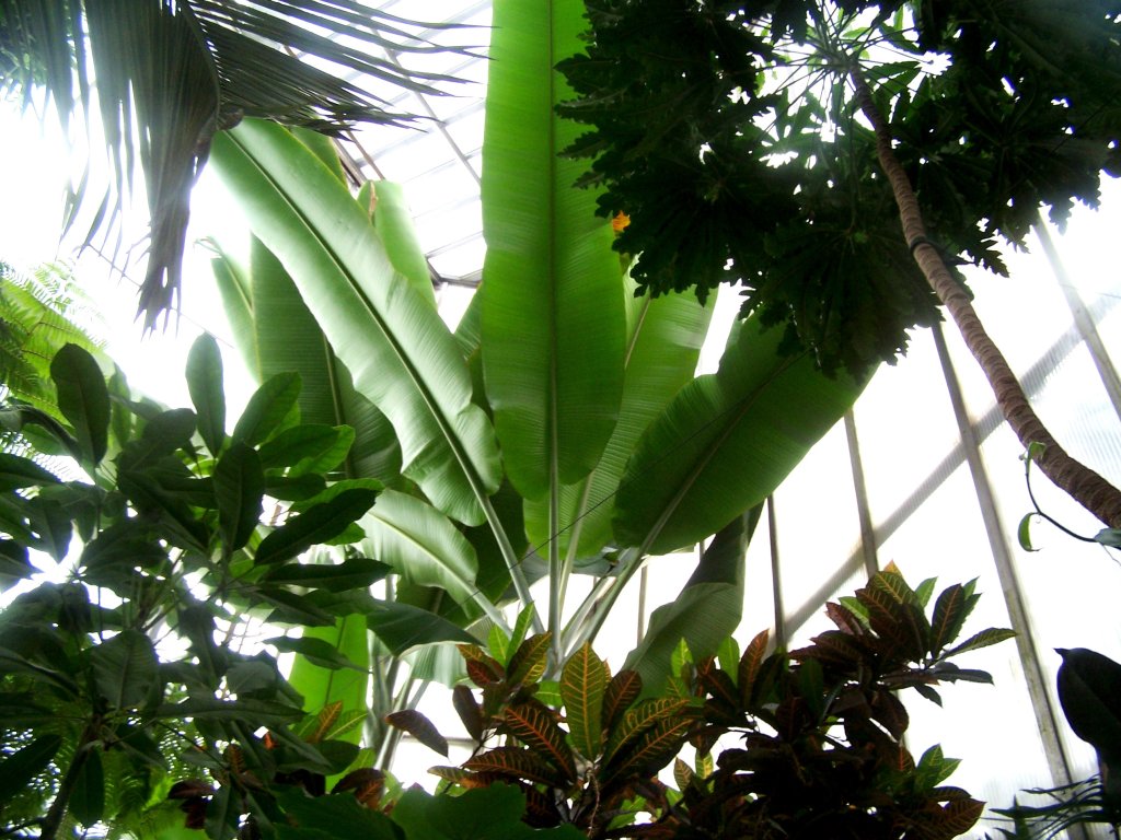 Palmiarnia