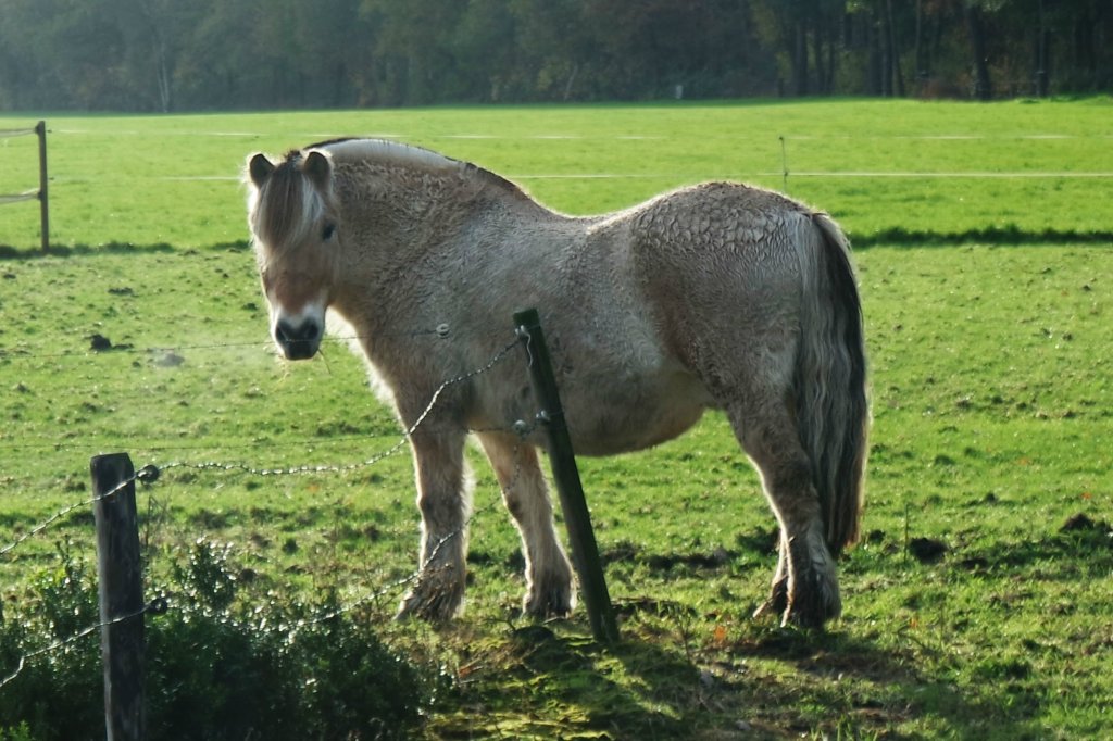 konik