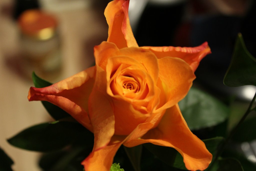 roses.