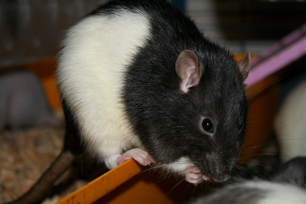 Amek