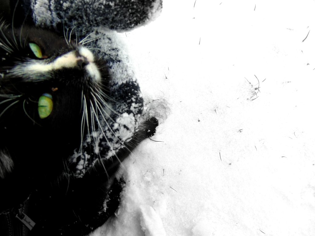 My cat 
