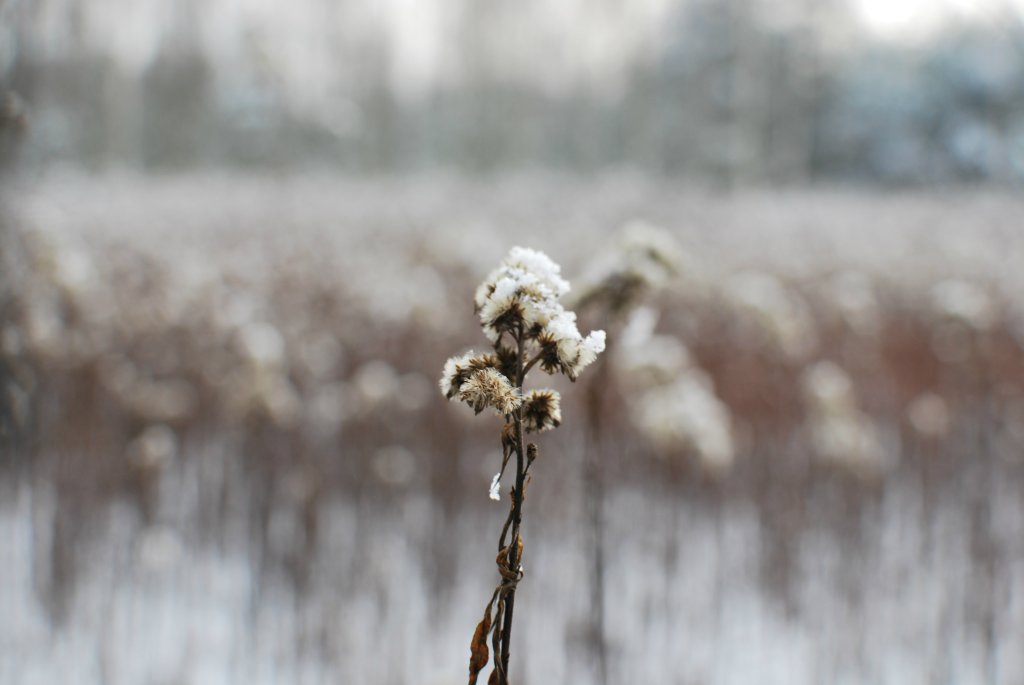 Winter in the forest 
