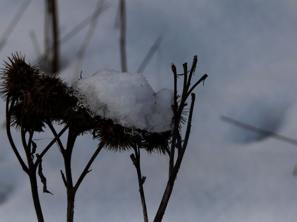 Winter's love