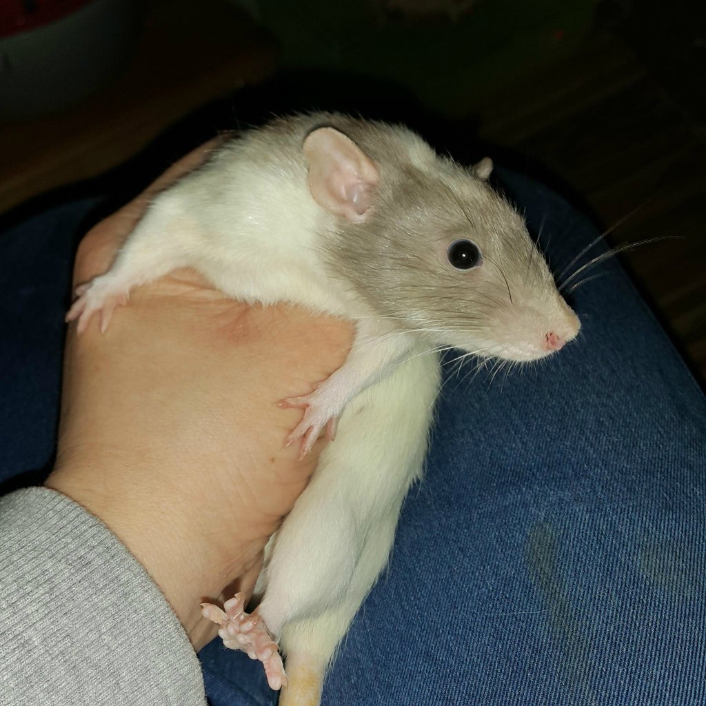 Balbina 