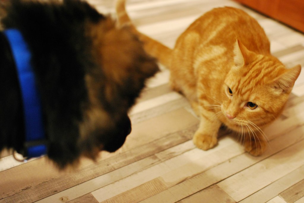 Cat&Dog
