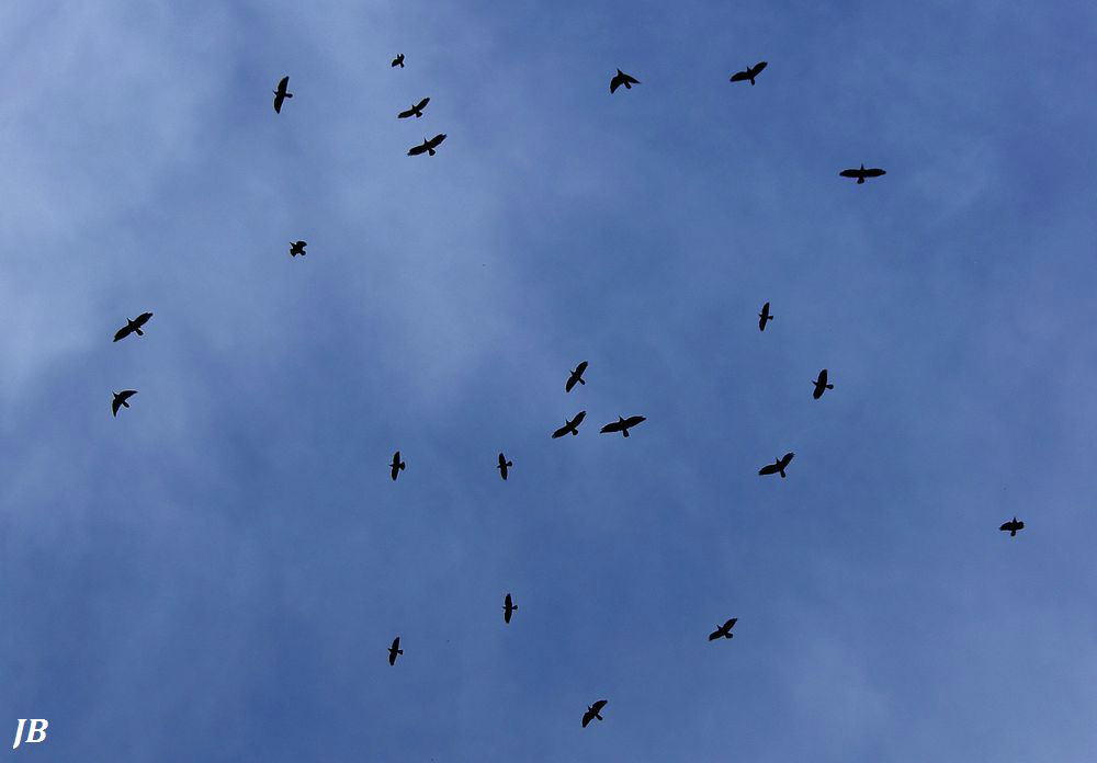 flying away