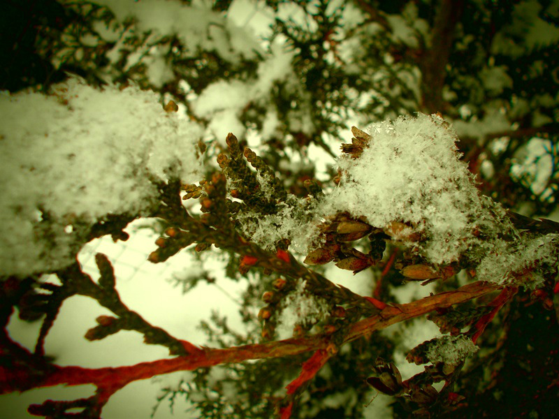 was snow. 