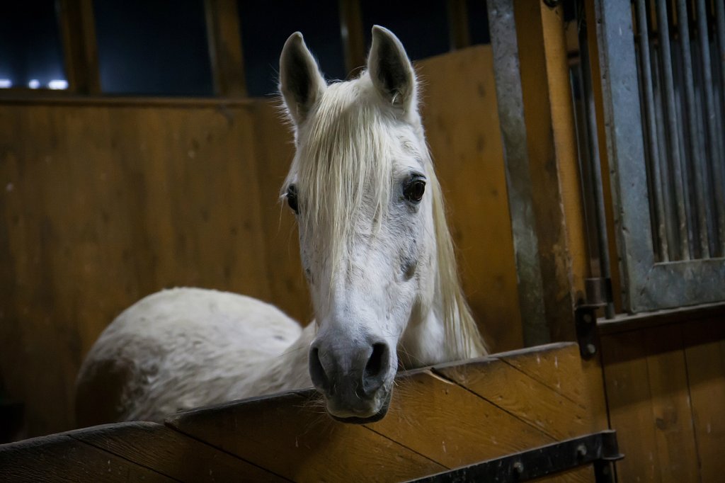Horses...