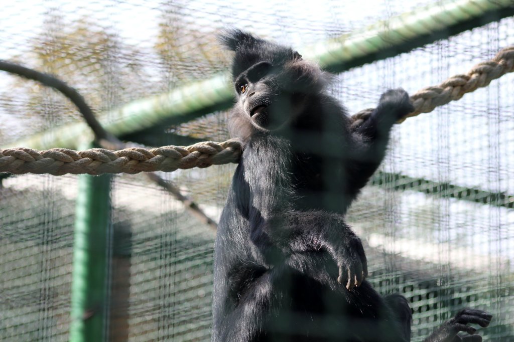 zoo