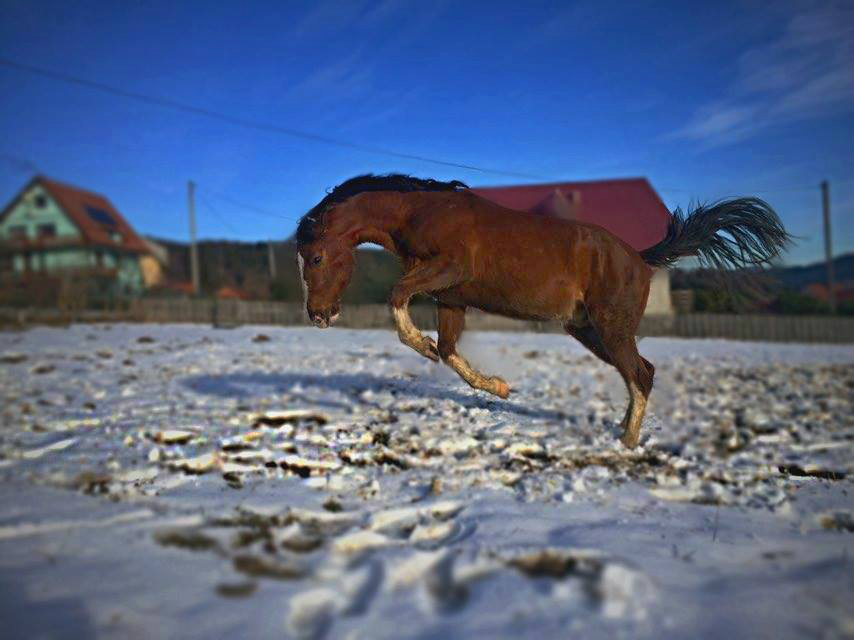 Wariat