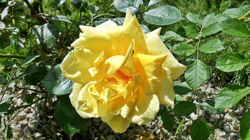 Róża