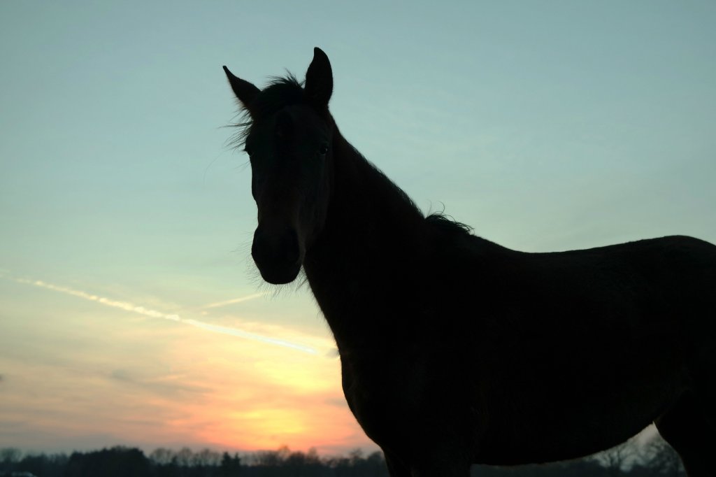 konik :)