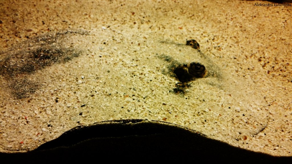 Batoidea