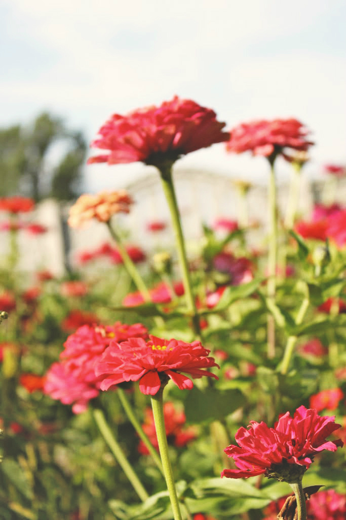 Flowers