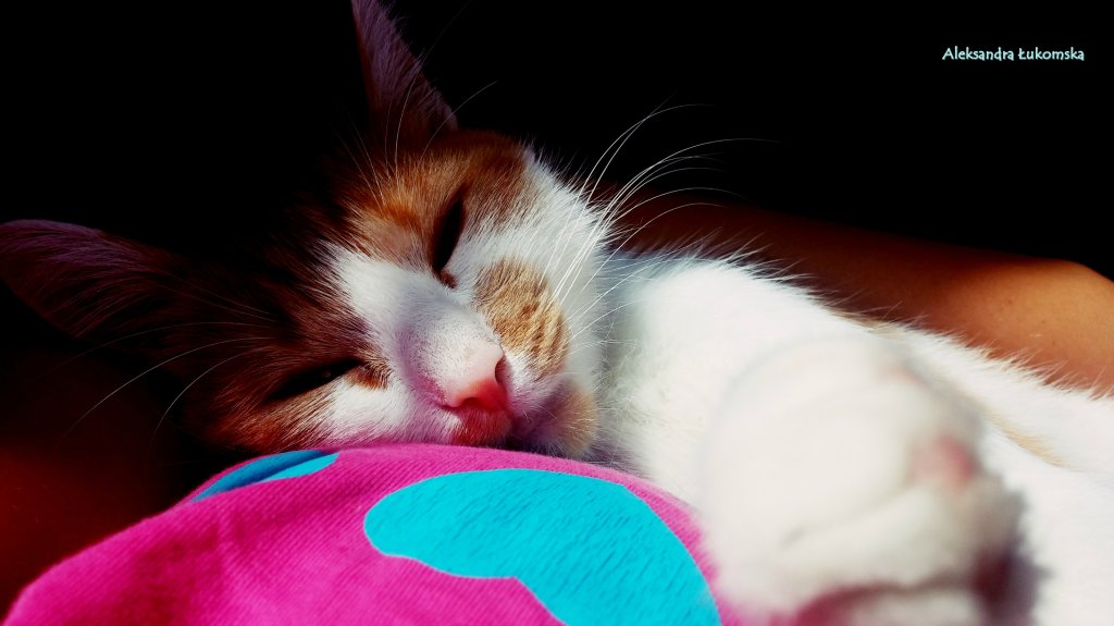 cat