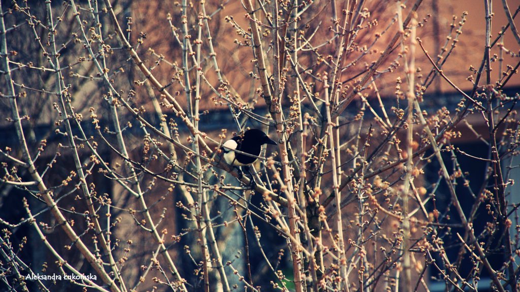 Eurasian magpie