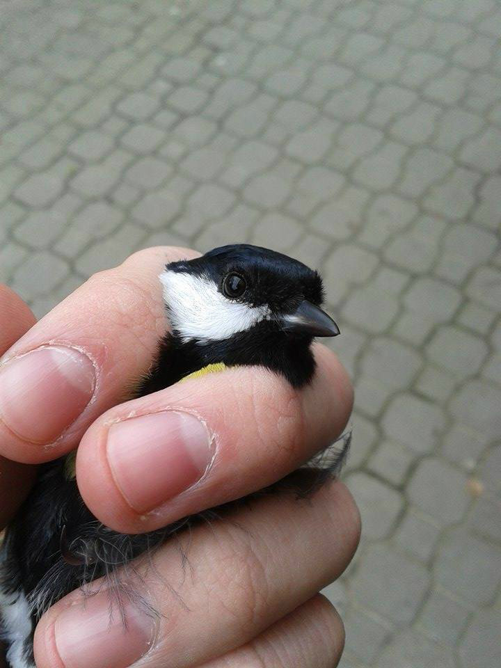 Parus major