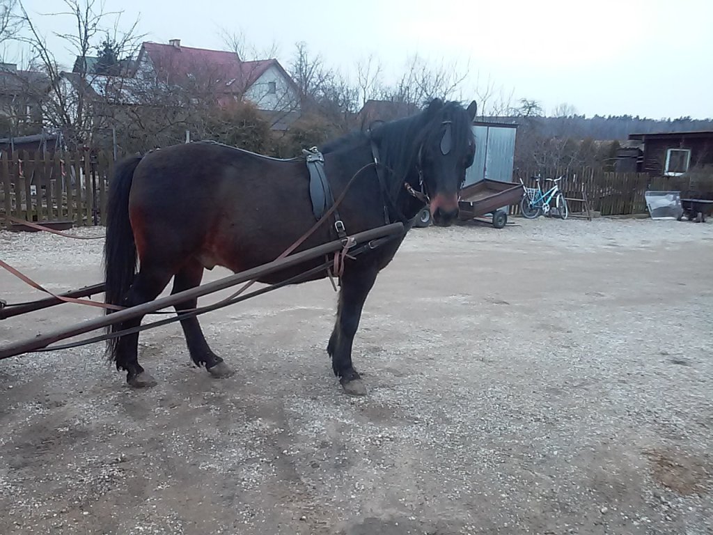 Grubcio w zaprzegu;)