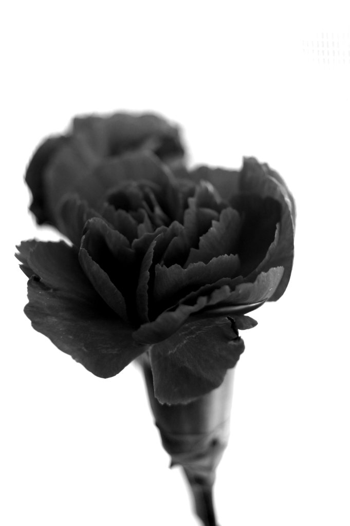 25.