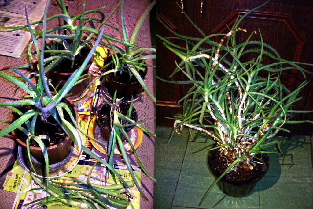 ALOES DRZEWIASTY LECZNICZY