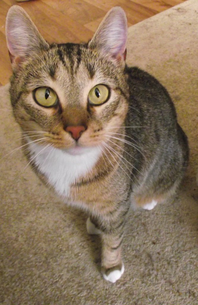Kinia Cat