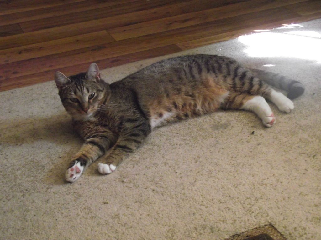 Sleep Cat 