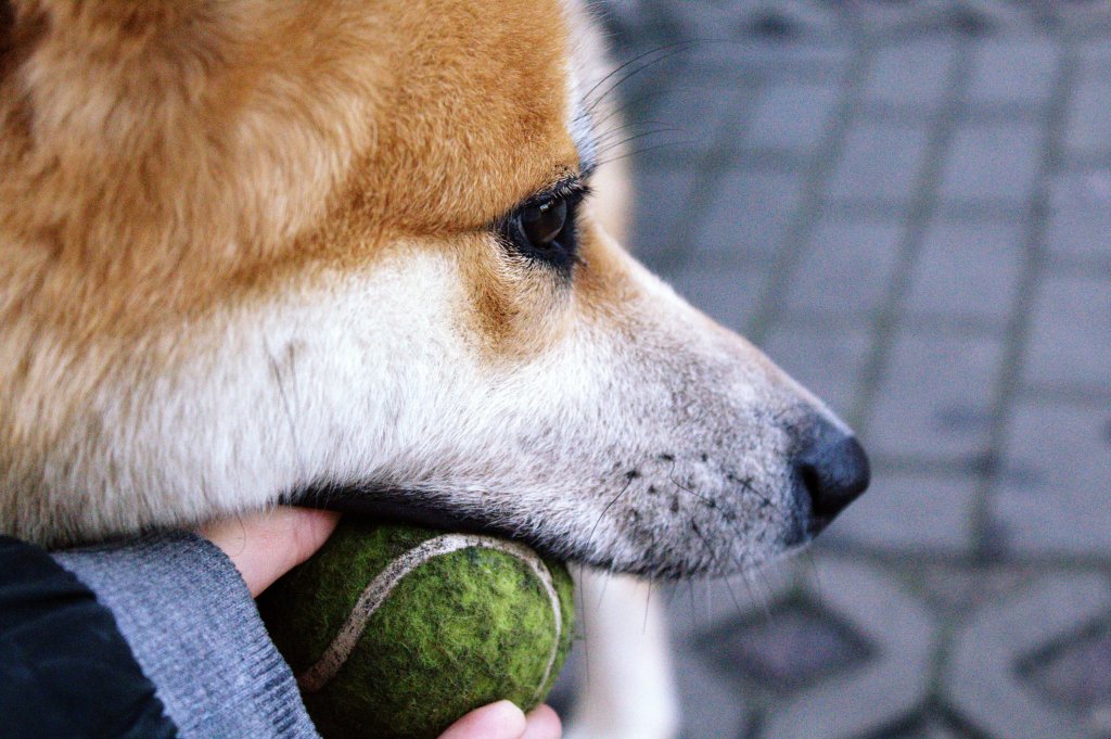 Kita.