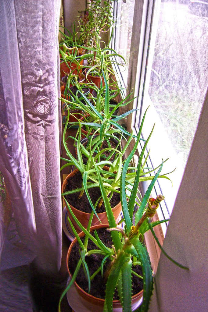 ALOES