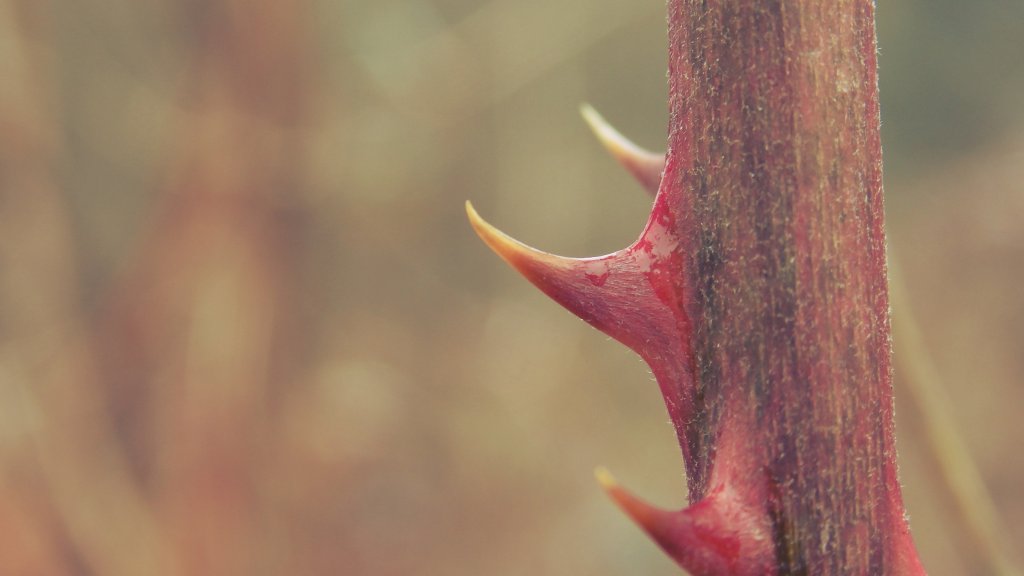 Natura.