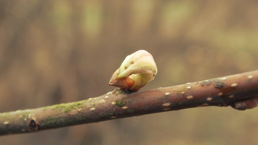 Natura.