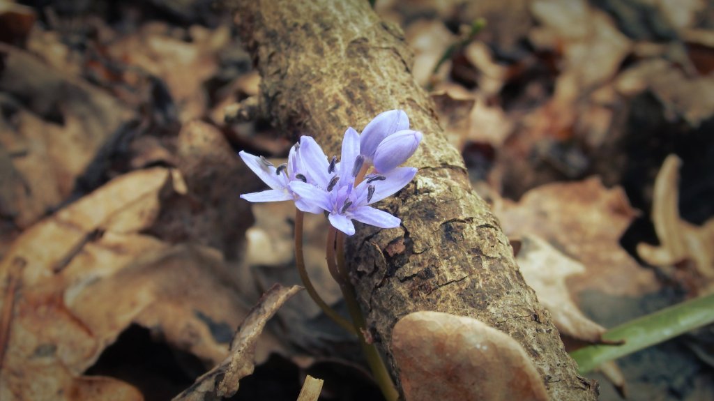 Natura.