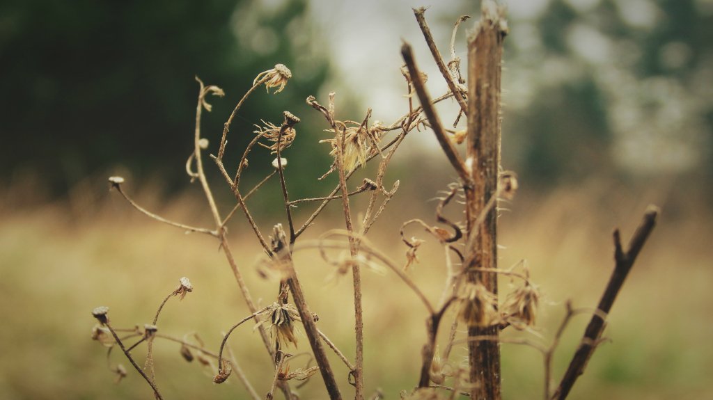 Natura.