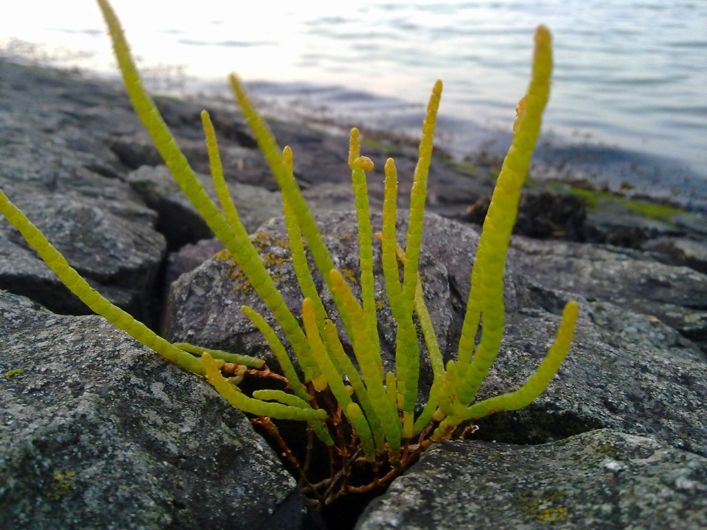 seagrass