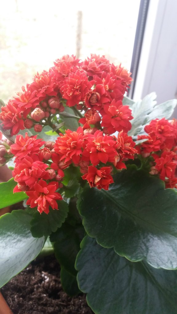 kalanchoe