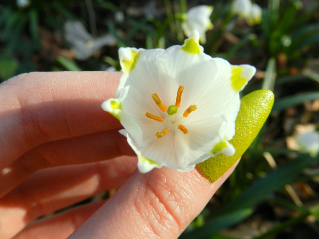 nieyczka