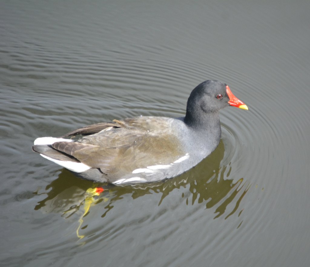 kurka wodna 