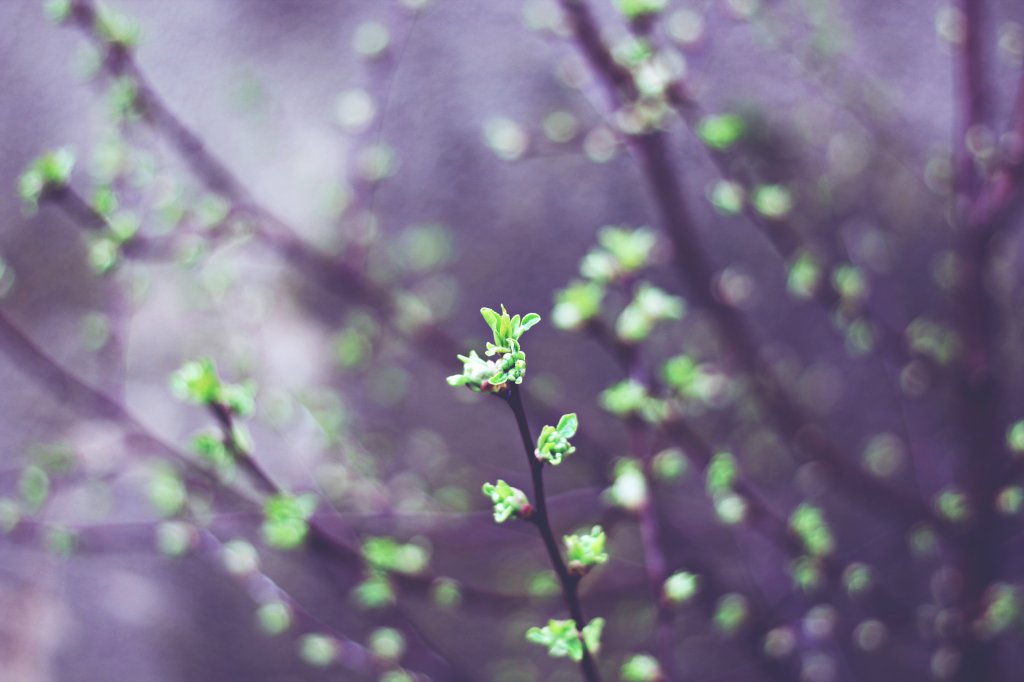 trees getting greener