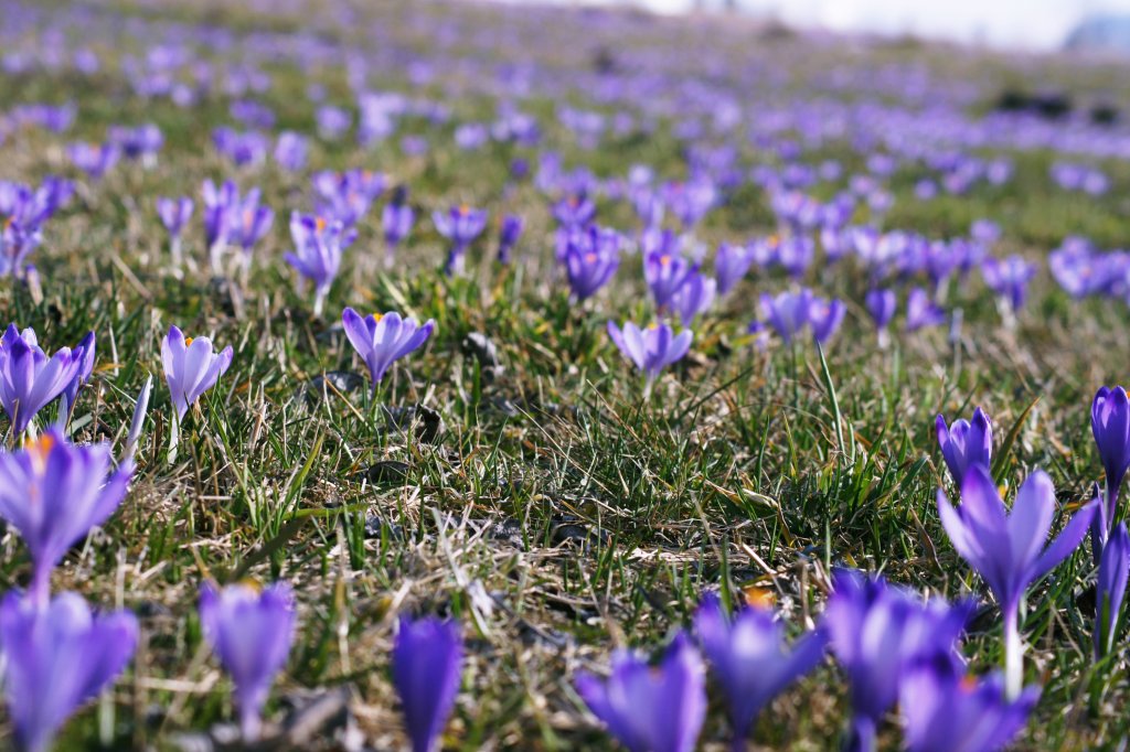 Krokusy..